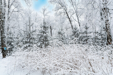 Fairy winter forest. Shrub, fir-trees and birches covered with snow and frost. Severe frost