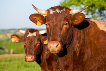 Troupeau de vache de race à viande, Rouge des Prés.