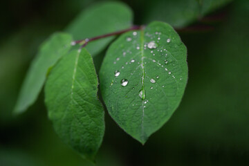 Close up of a leaf with drops after the rain
