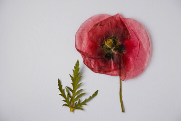 Dry poppy with transparent petals on a white background. Valentine card. Tender, loving, care...
