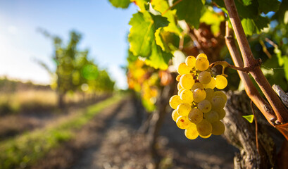 Vignoble au soleil et grappe de raisin blanc de cépage Chardonnay. - obrazy, fototapety, plakaty
