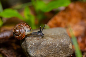 A snail with a house on a stone in the garden