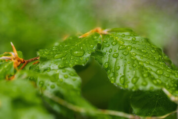 Close up of a leaf with drops after the rain
