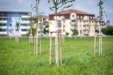 Trees freshly planted in the green urban area near the blocks of flats - 403176962