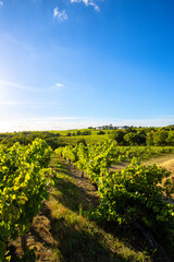 Naklejka premium Paysage viticole, vigne en Anjou au printemps.