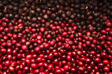 red coffee ripeness dry process coffee