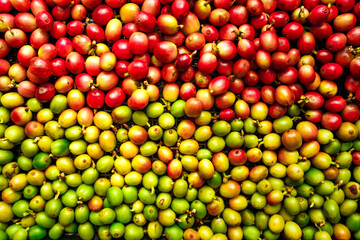 red coffee ripeness dry process coffee