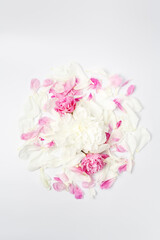 White and pink peony flowers and petals scattered on white background, top view flat lay