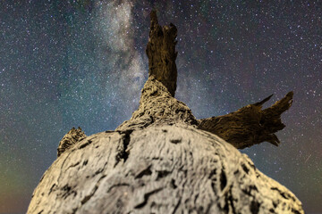 Bark of a dead tree trunk under starry galaxy night
