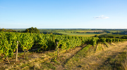 Fototapeta na wymiar Vigne en France, paysage viticole avant les vendanges.