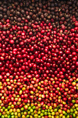 red coffee ripeness dry process coffee