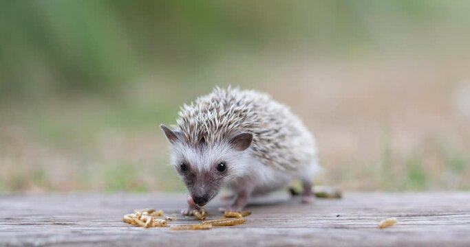 Dwarf hedgehog on ground with blur background
