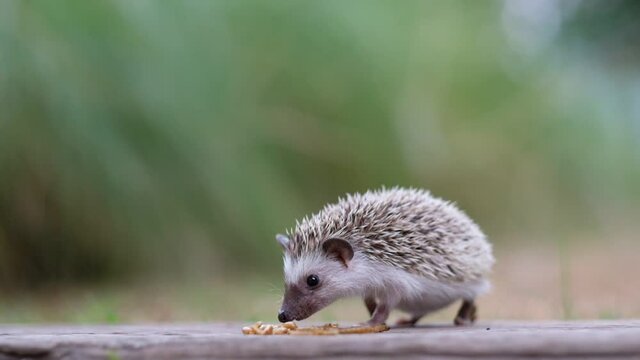 Dwarf hedgehog on ground with blur background
