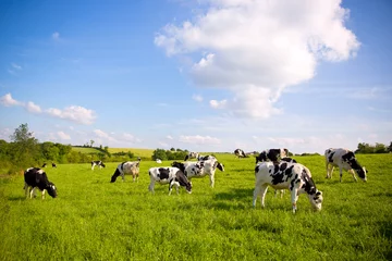 Foto op Plexiglas Troupeau de vaches laitières en campagne dans un paysage rural en France. © Thierry RYO