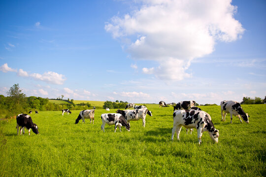 Troupeau de vaches laiti&egrave;res en campagne dans un paysage rural en France.