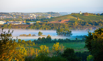 Naklejka premium Paysage vallonné en Anjou dans les vignes des coteaux du Layon à Chalonnes sur Loire.