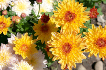 Obraz premium Nature Autumn Floral background. Chrysanthemums blossom season.