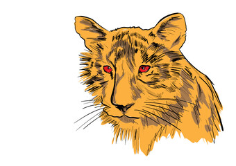 tiger head isolated on the white