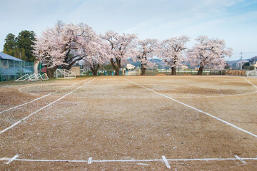 常陸太田市　校庭の桜