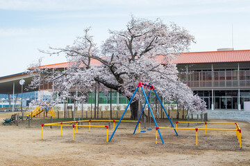 常陸太田市　校庭の瑞桜