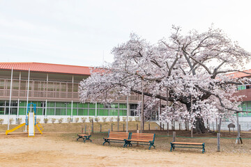 常陸太田市　校庭の瑞桜