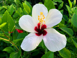 The white hibiscus flowers are blooming beautifully.