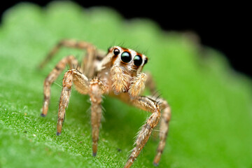 Jumping spider macro