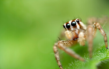 Jumping spider macro