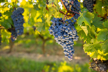 Grappe de raisin noir dans les vignes au soleil.