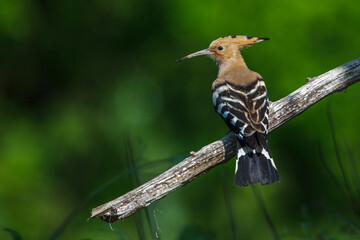 Wiedehopf (Upupa epops)