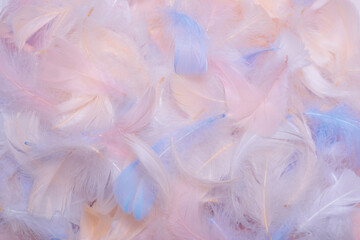 Colorful feather background, top view.