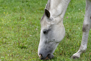 Horse resting on the paddock © Marcin Łuczak