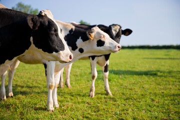 Naklejka na ściany i meble Troupeau de vache laitière au printemps dans la campagne au soleil.