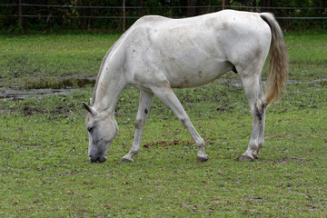 Horse resting on the paddock © Marcin Łuczak