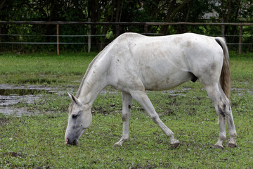 Horse resting on the paddock