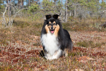 Cute sable white and black tricolor shetland sheepdog, sheltie standing outdoors on autumn day in the forest bog, swamp. Little collie, lassie dog smiling outside on the swamp moss with cranberries