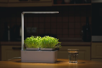 Home-grown microgreens are a source of beneficial micronutrients and vitamins stand with a glass of...