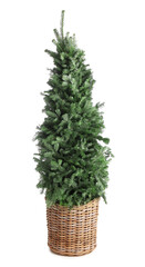 Beautiful Christmas tree on white background