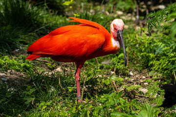 Scarlet ibis, Eudocimus ruber. Wildlife animal in the zoo