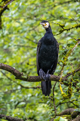 The great cormorant, Phalacrocorax carbo sitting on a branch
