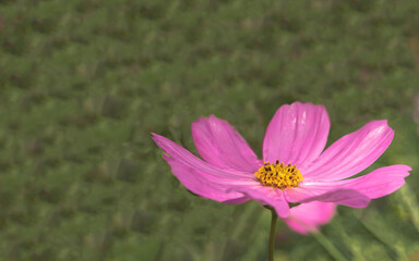 Fototapeta premium Little pink cosmos flowers with yellow pollen blooming in the garden