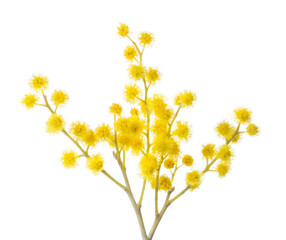 Branch of Mimosa flowers isolated on white background. Selective focus.