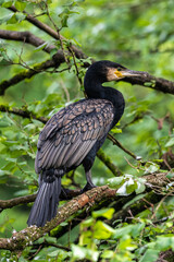 The great cormorant, Phalacrocorax carbo sitting on a branch