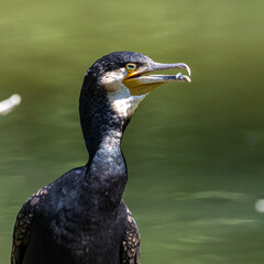 The great cormorant, Phalacrocorax carbo sitting on a branch