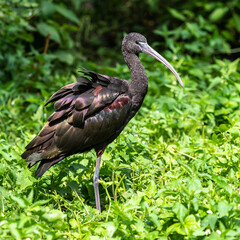 Glossy ibis, Plegadis falcinellus in a german zoo