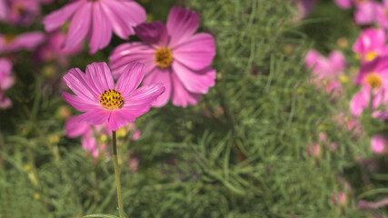 Little pink cosmos flowers with yellow pollen blooming in the garden