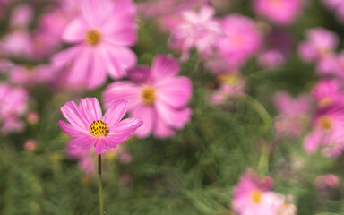 Little pink cosmos flowers with yellow pollen blooming in the garden