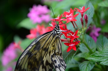 Schmetterling schwarz-weiss auf roter Blume