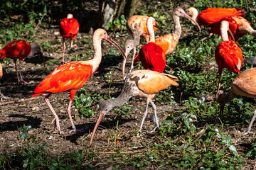 Scarlet ibis, Eudocimus ruber. Wildlife animal in the zoo