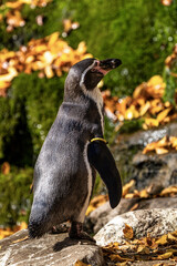 Humboldt Penguin, Spheniscus humboldti in the zoo